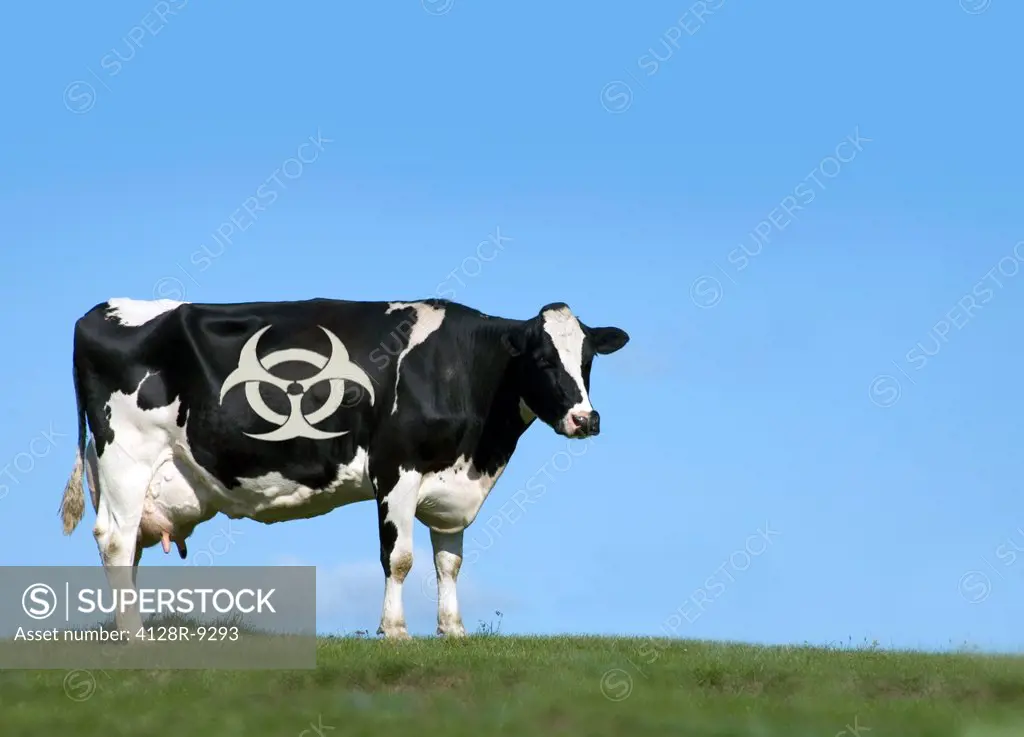Cow and biohazard sign, artwork