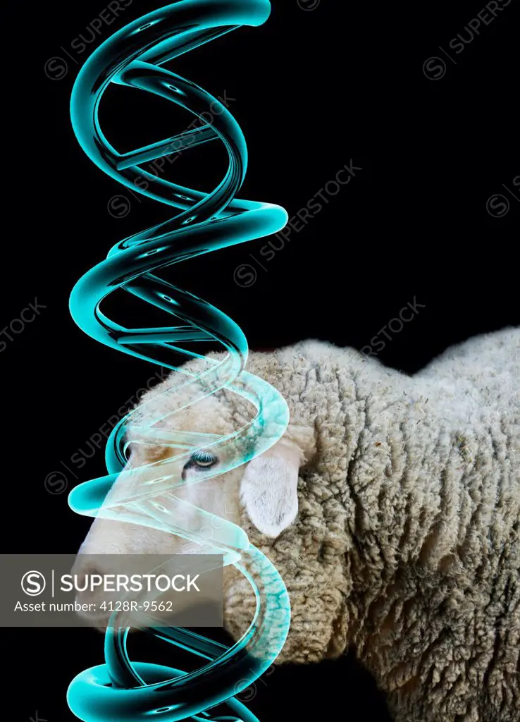 Cloned sheep, conceptual image