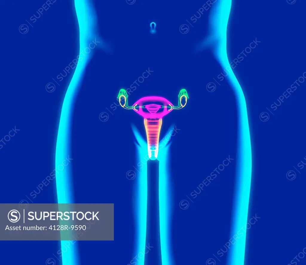 Female reproductive system, artwork