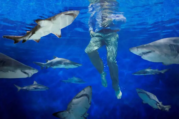 Man surrounded by sharks