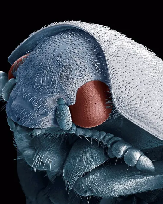 Dermestid beetle. Scanning electron micrograph of a dermestid beetle. Dermestidae are a family of Coleoptera that are commonly referred to as skin bee...