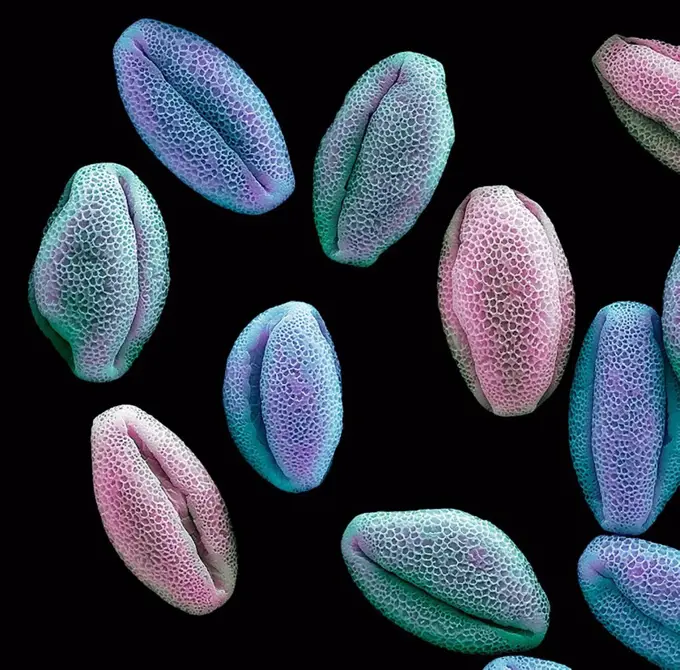 Water lily pollen grains. Coloured scanning electron micrograph (SEM) of pollen grains from a water lily flower. Nymphaeaceae is a family of flowering...