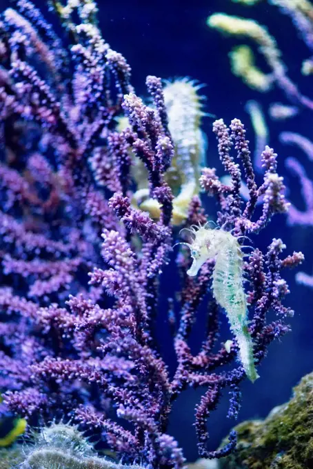 Seahorse on purple coral.