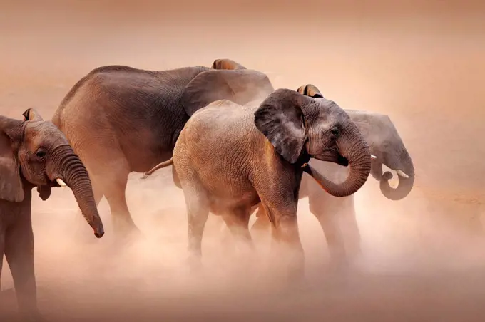 Elephants in desert dust