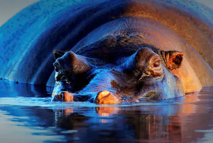 Hippopotamus at sunset