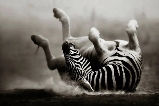 Zebra rolling in dust