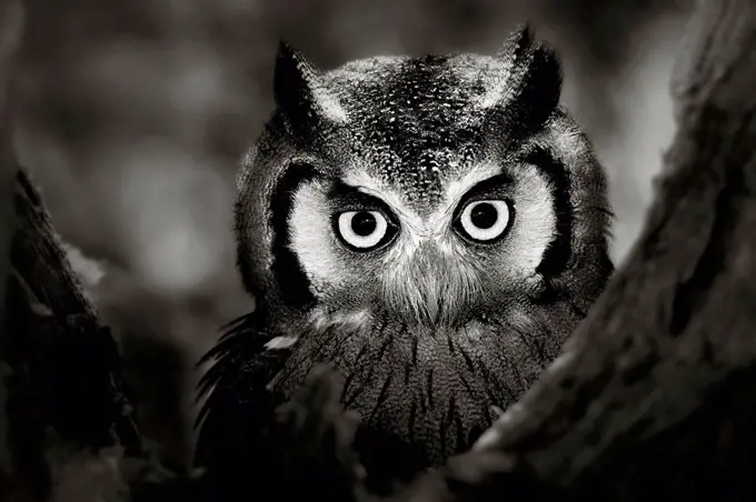 White-faced owl