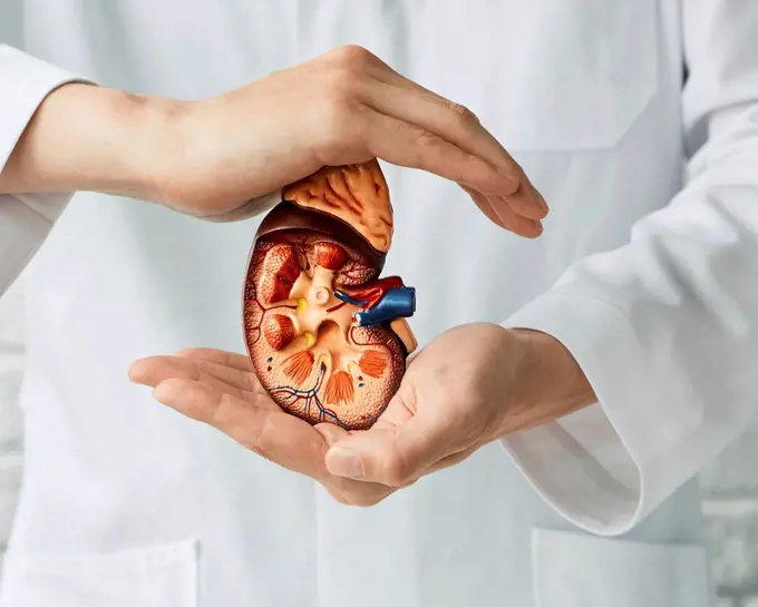 Kidney diseases, conceptual illustration