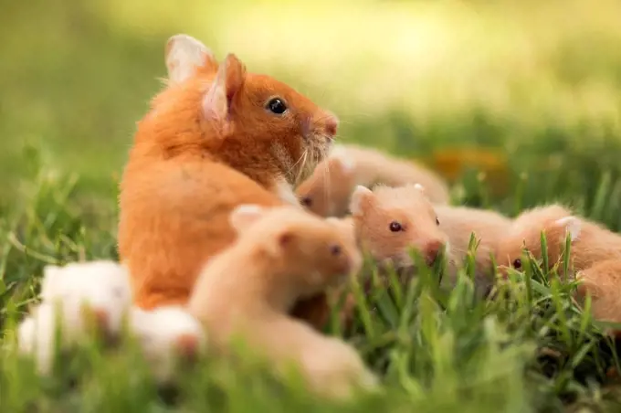 golden hamster or Syrian hamster, (Mesocricetus auratus) with her young litter on the lawn