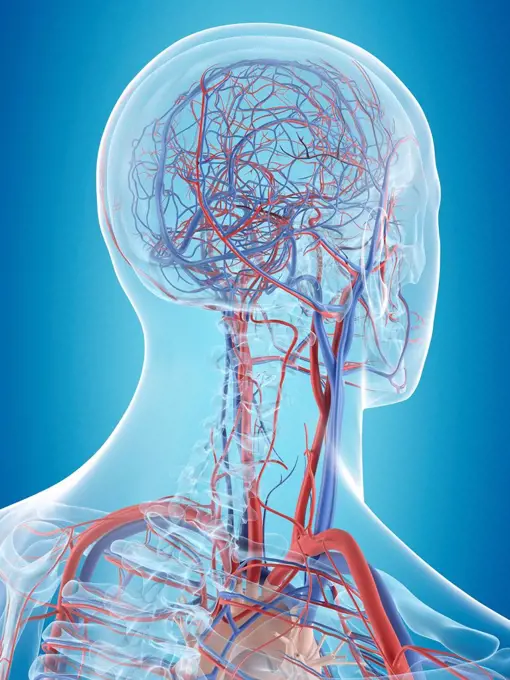 Human vascular system of the head, computer illustration.