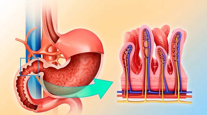 Small intestine and stomach, illustration