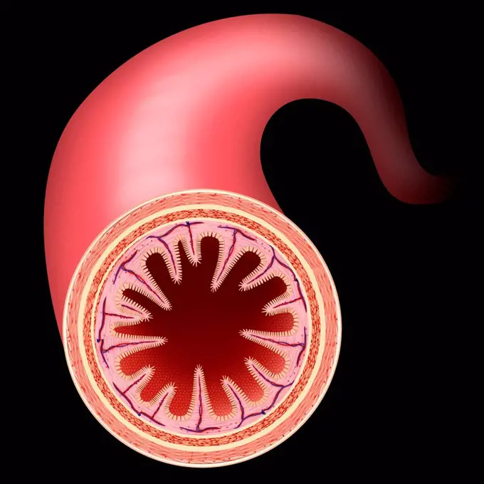 Small intestine wall, illustration