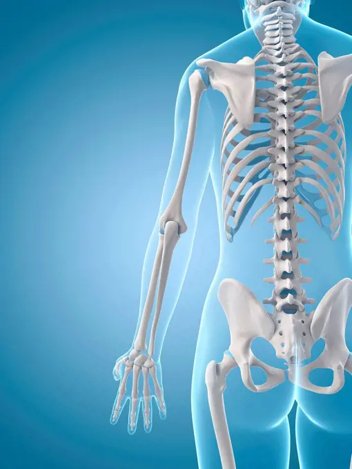 Human skeletal structure, Illustration