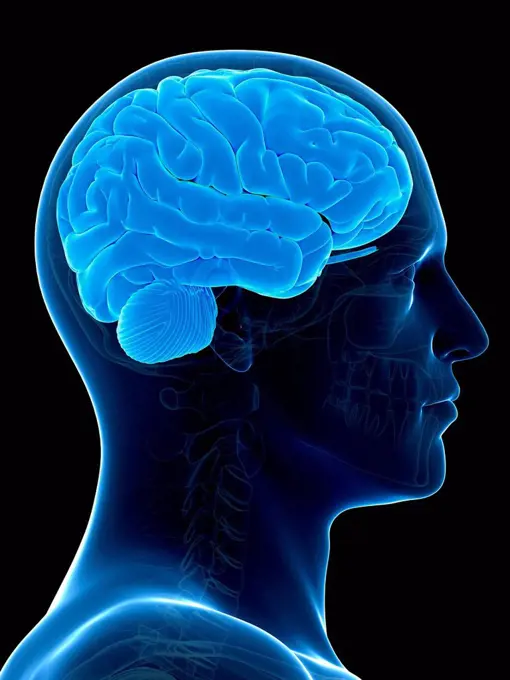Human brain, illustration.