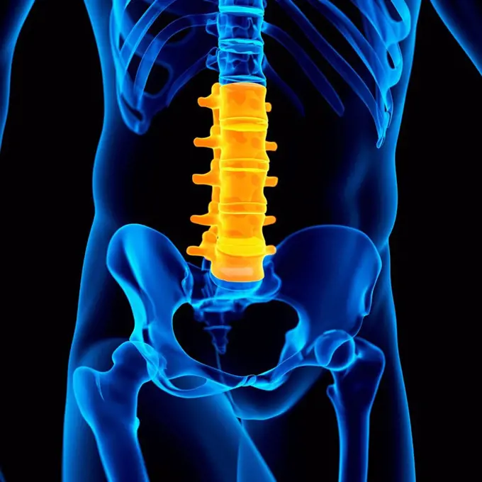Human lumbar spine, illustration.