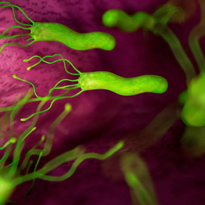 Helicobacter pyloris bacteria, illustration.