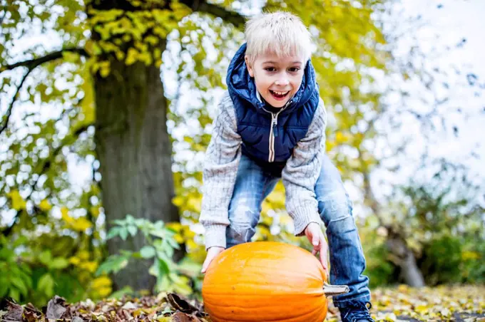 MODEL RELEASED. Boy picking Halloween pumpkin.