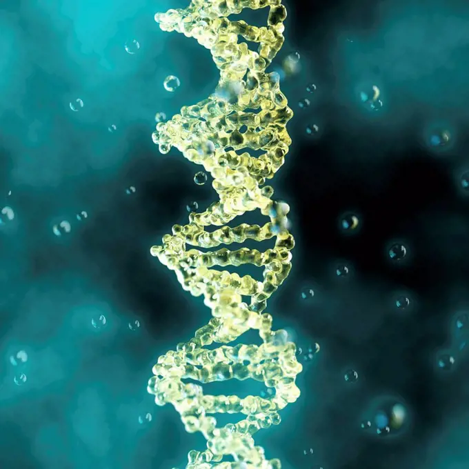 DNA (deoxyribonucleic acid) molecule, computer illustration.