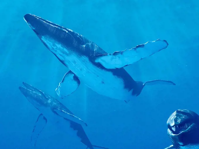 Whales swimming underwater, illustration.