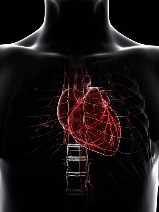 Healthy heart. Computer artwork showing the coronary arteries.