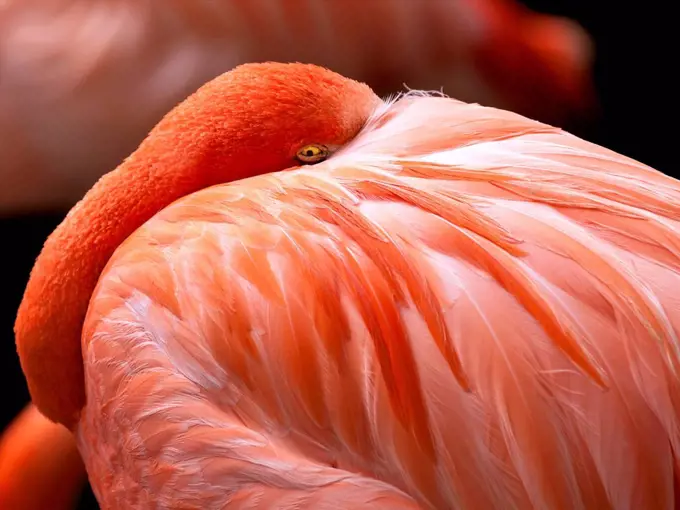 Flamingo (Phoenicopterus sp.) with its head under its wing. The flamingo is a large wading bird that inhabits lakes and coastal waters in parts of Afr...