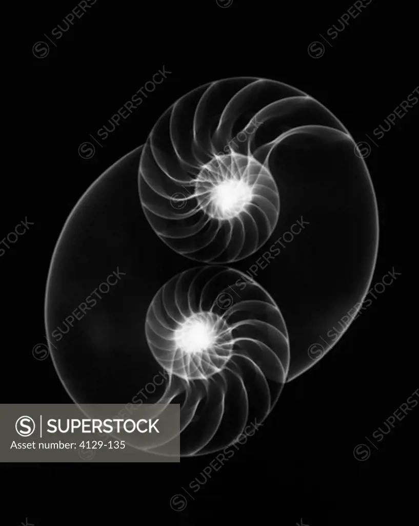 X-ray of shell
