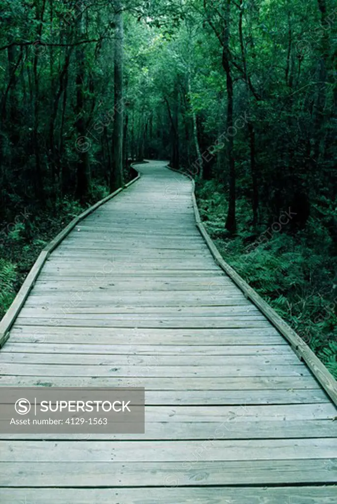 wooden path in the woods