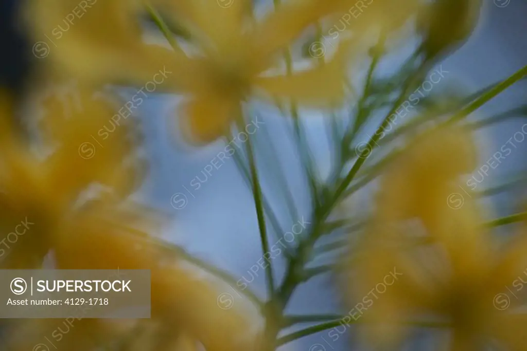 Blurred Yellow Orchid, Belize