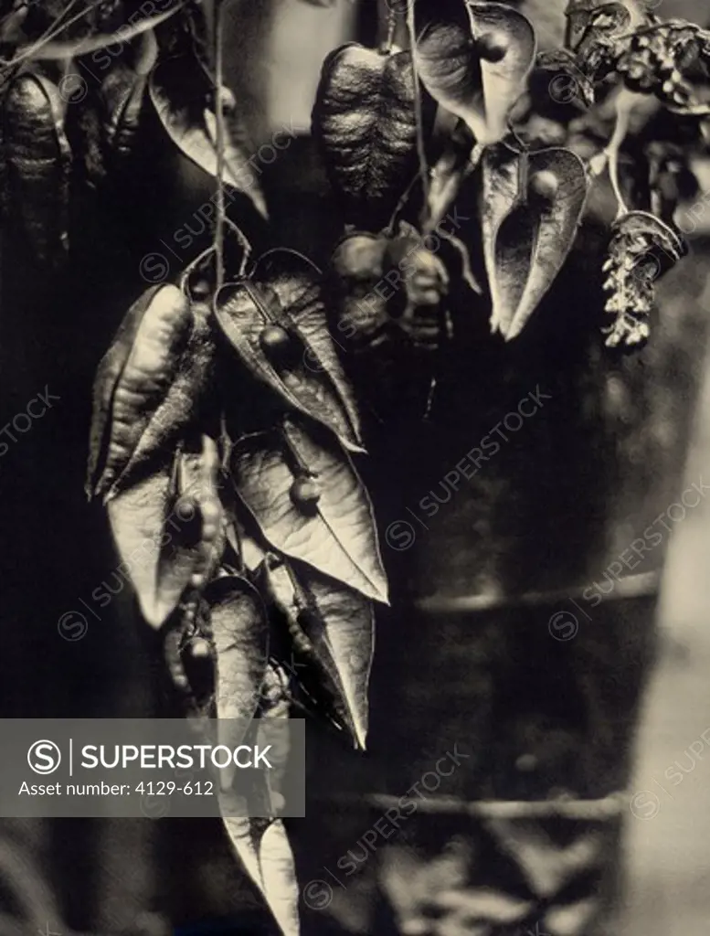 plant with open pods ambrotype