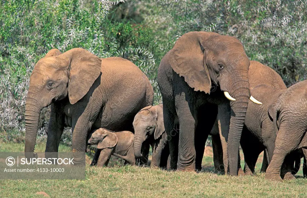 African Elephant Loxodonta africana Addo Elephant Nationalpark South Africa Africa