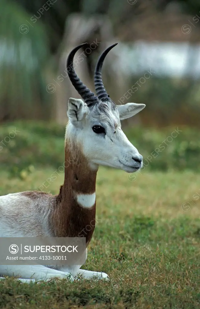 Red necked Gazelle,Gazella dama ruficollis,Africa,south of Sahelzone,adult female portrait