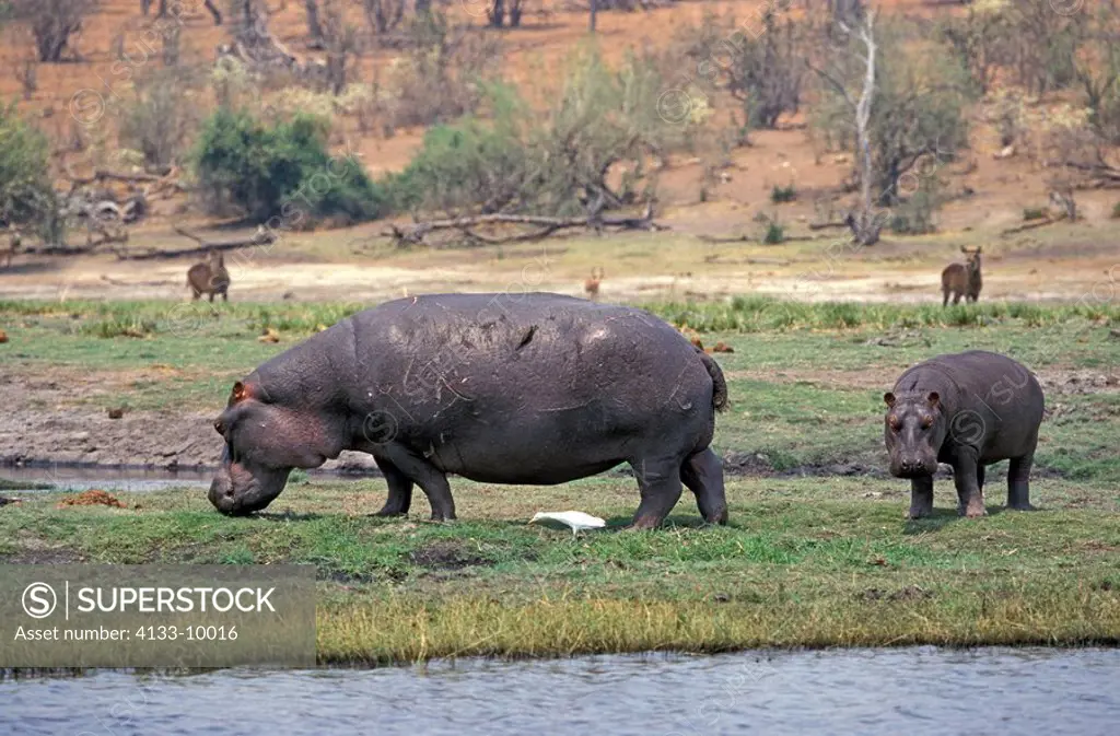 Hippopotamus,Hippopatamus amphibius,Chobe Nationalpark,Botswana,Africa,adult female with young feeding on shore