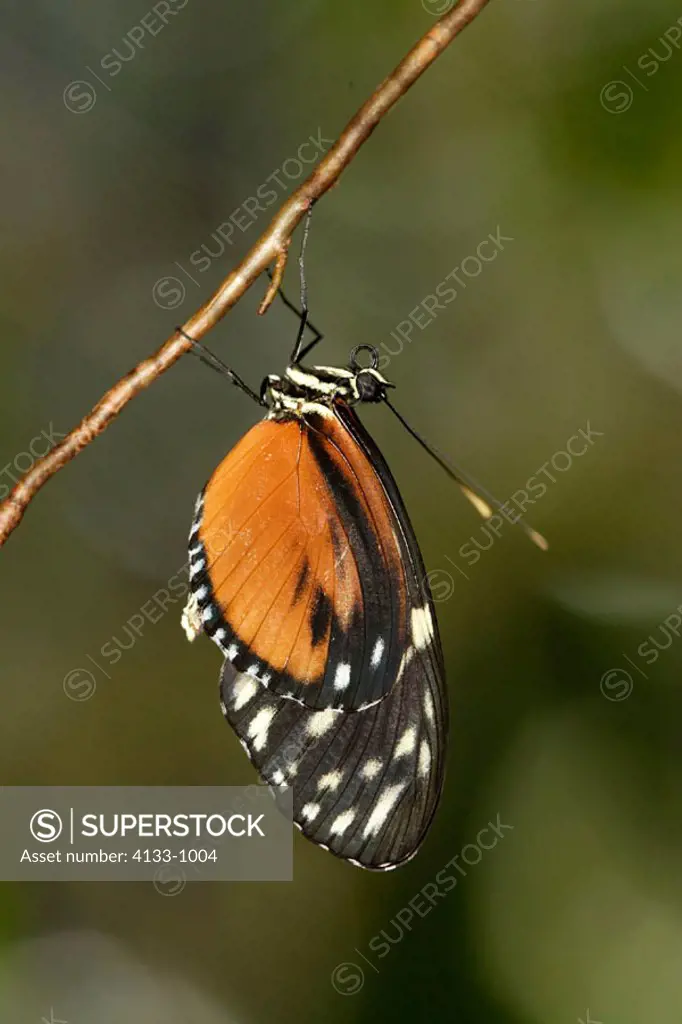 Monarch, Danaus plexippus, USA, imago on bloom