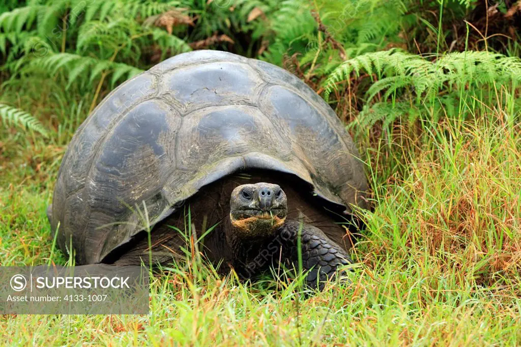 Galapagos Tortoise,Giant Tortoise,Geochelone nigra,Galapagos Islands,Ecuador,adult resting feeding