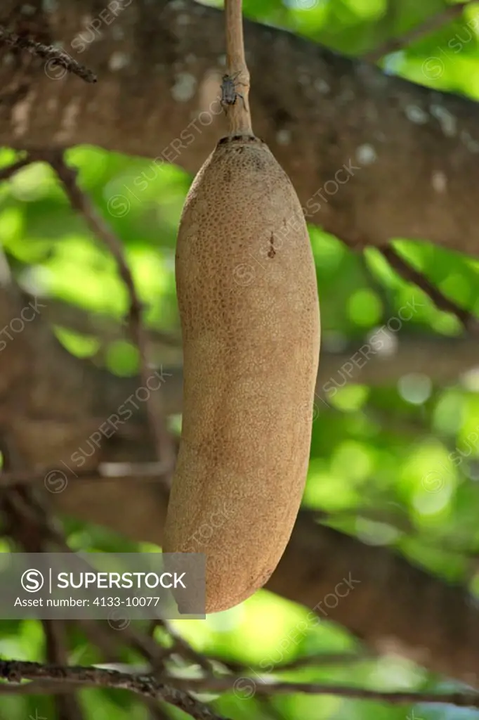 Sausage Tree, Kigelia africana, Kruper National Park, South Africa , Africa , fruit