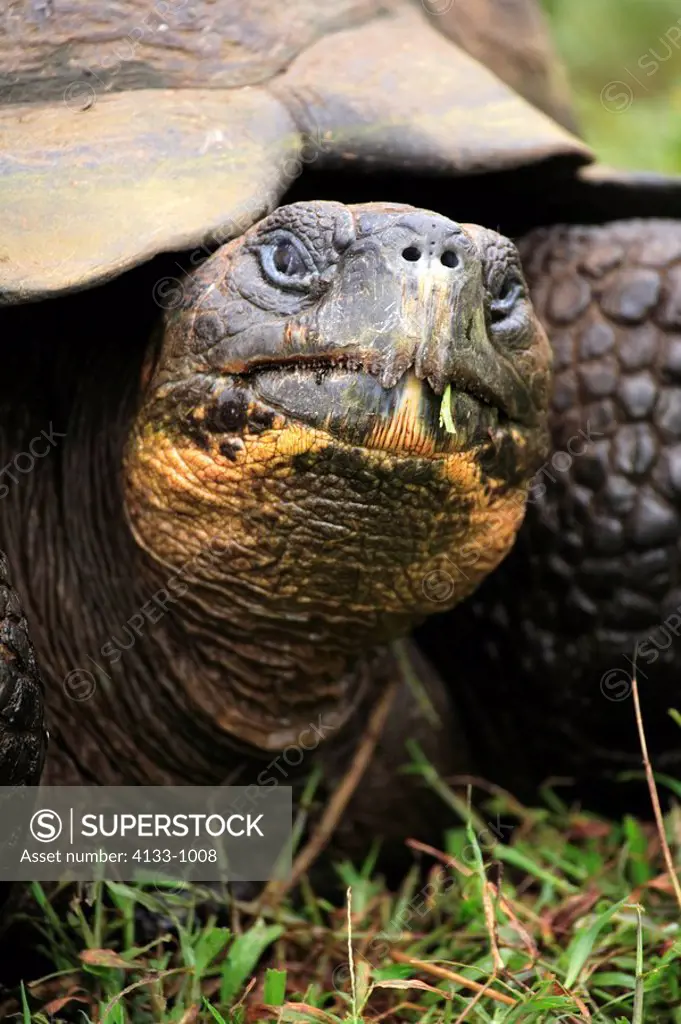 Galapagos Tortoise,Giant Tortoise,Geochelone nigra,Galapagos Islands,Ecuador,adult,Portrait