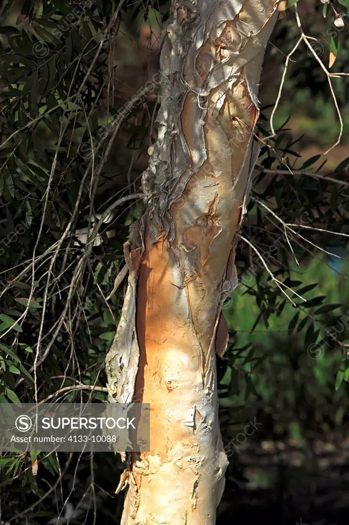 Paperbark Tree,Melaleuca,Australia,tree trunk