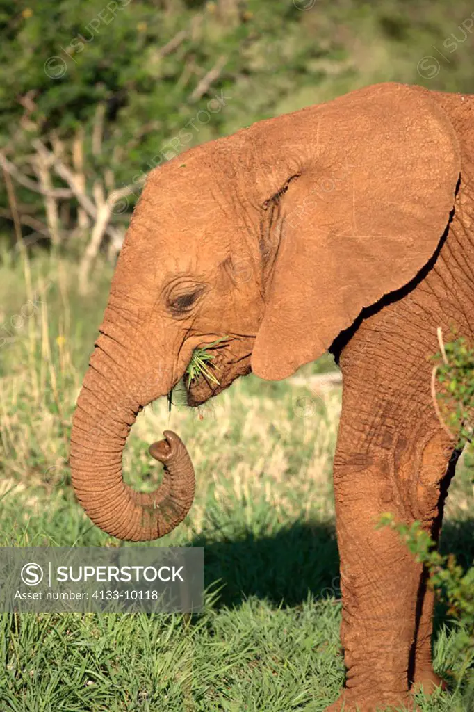 African Elephant, Loxodonta africana, Madikwe National Park, South Africa , Africa, young feeding