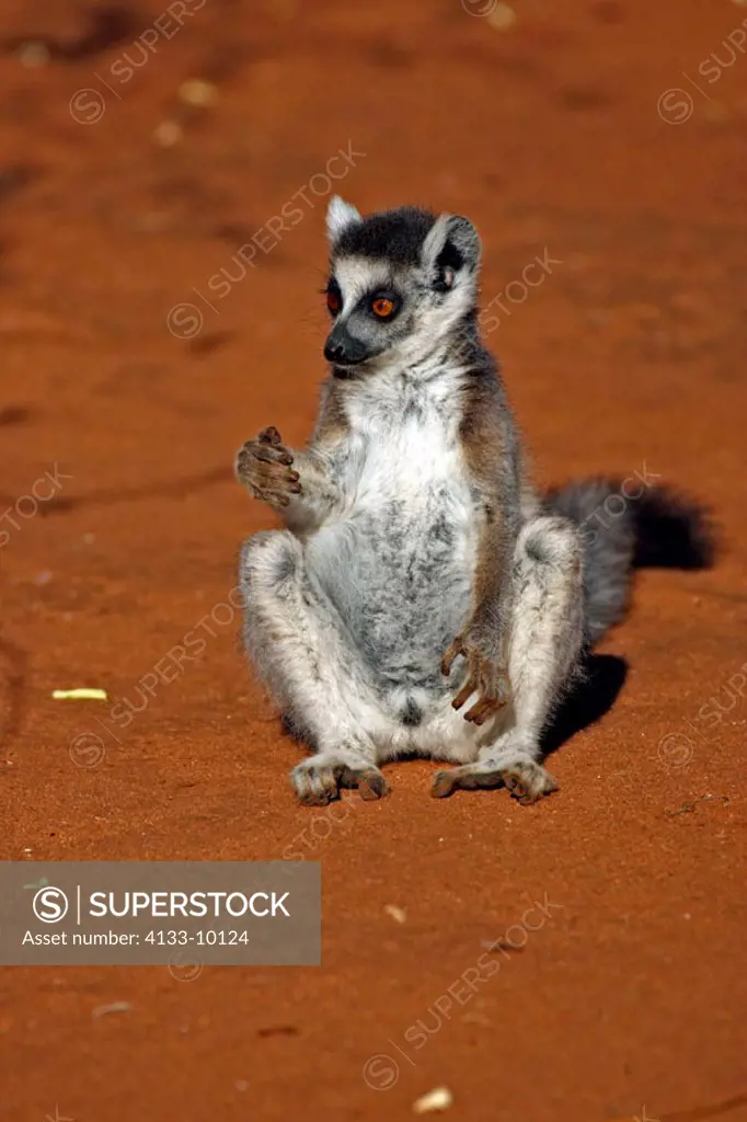 Ring Tailed Lemur, Lemur catta, Berenty Game Reserve, Madagascar, young