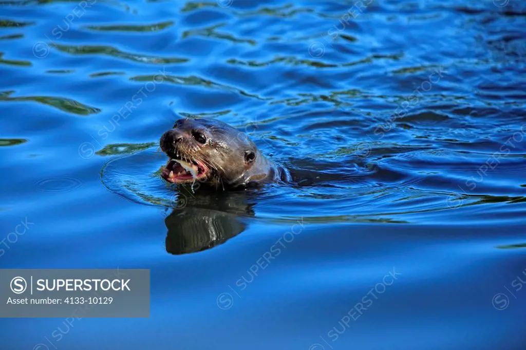 Giant River Otter,Pteronura brasiliensis,Pantanal,Brazil,adult,in water,swimming,with prey,with fish,feeding
