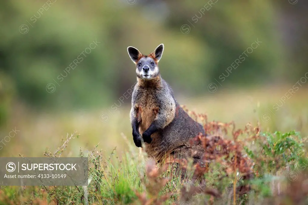 Swamp Wallaby,Wallabia bicolor,Wilson Promontory Nationalpark,Australia,adult female