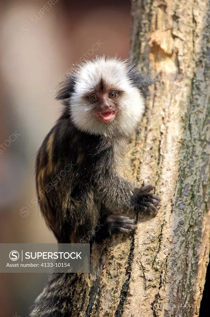 White_Headed Marmoset,Tufted_Ear Marmoset,Geoffroy`s Marmoset,Callithrix geoffroyi,Brazil,South America,young on tree