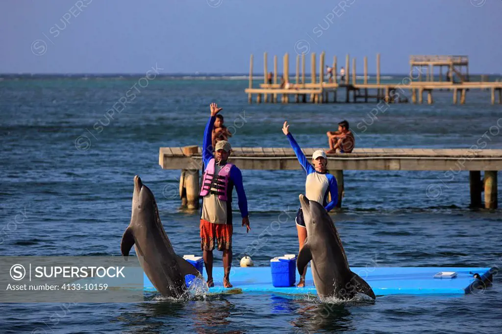 Bottle_nosed Dolphin,Bottle Nosed Dolphin,Bottle Nose Dolphin,Tursiops truncatus,Roatan,Honduras,Caribbean,Central America,Lateinamerica,adult trains ...