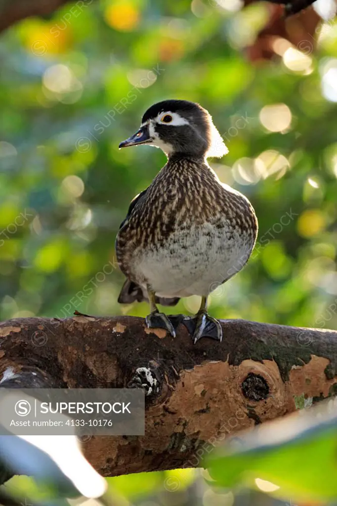 Wood Duck Aix sponsa Florida USA, adult female on tree