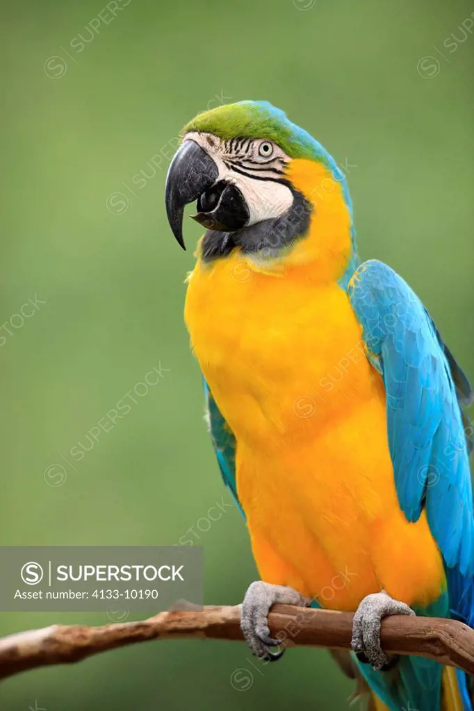 Blue and Yellow Macaw,Ara ararauna,South America,adult calling on branch