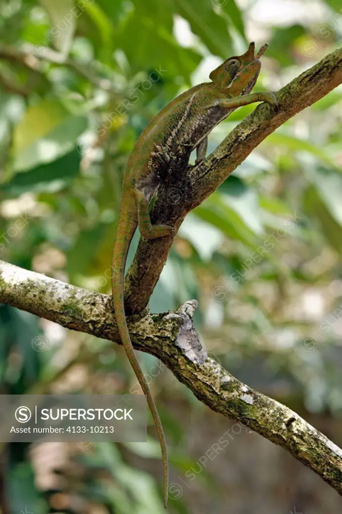 Chamaeleon Furcifer balteatus, Furcifer balteatus, Madagascar, adult male on tree