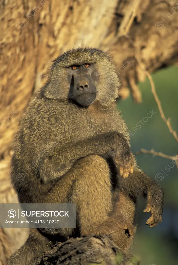 Anubis Baboon , Papio anubis , Samburu Game Reserve , Kenya , Africa , Adult on tree
