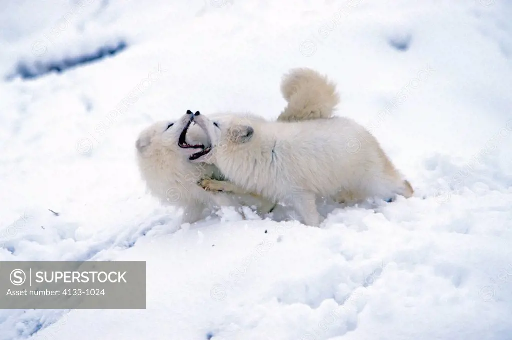 Arctic Fox,Alopex lagopus,Montana,USA,adult couple in snow social behaviour