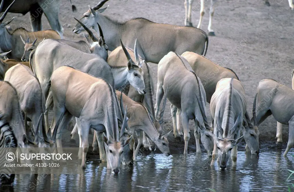 Eland,Taurotragus oryx,Etoscha Nationalpark,Namibia,Africa,herd of adults drinking at waterhole