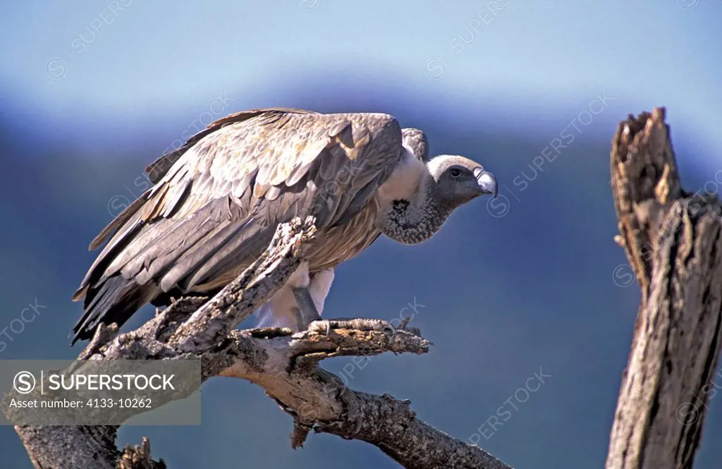 White Backed Vulture,Gyps benegalensis africanus,Samburu Game Reserve,Kenya,Africa,adult on branch